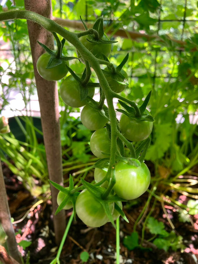 Tomato! Hidemi